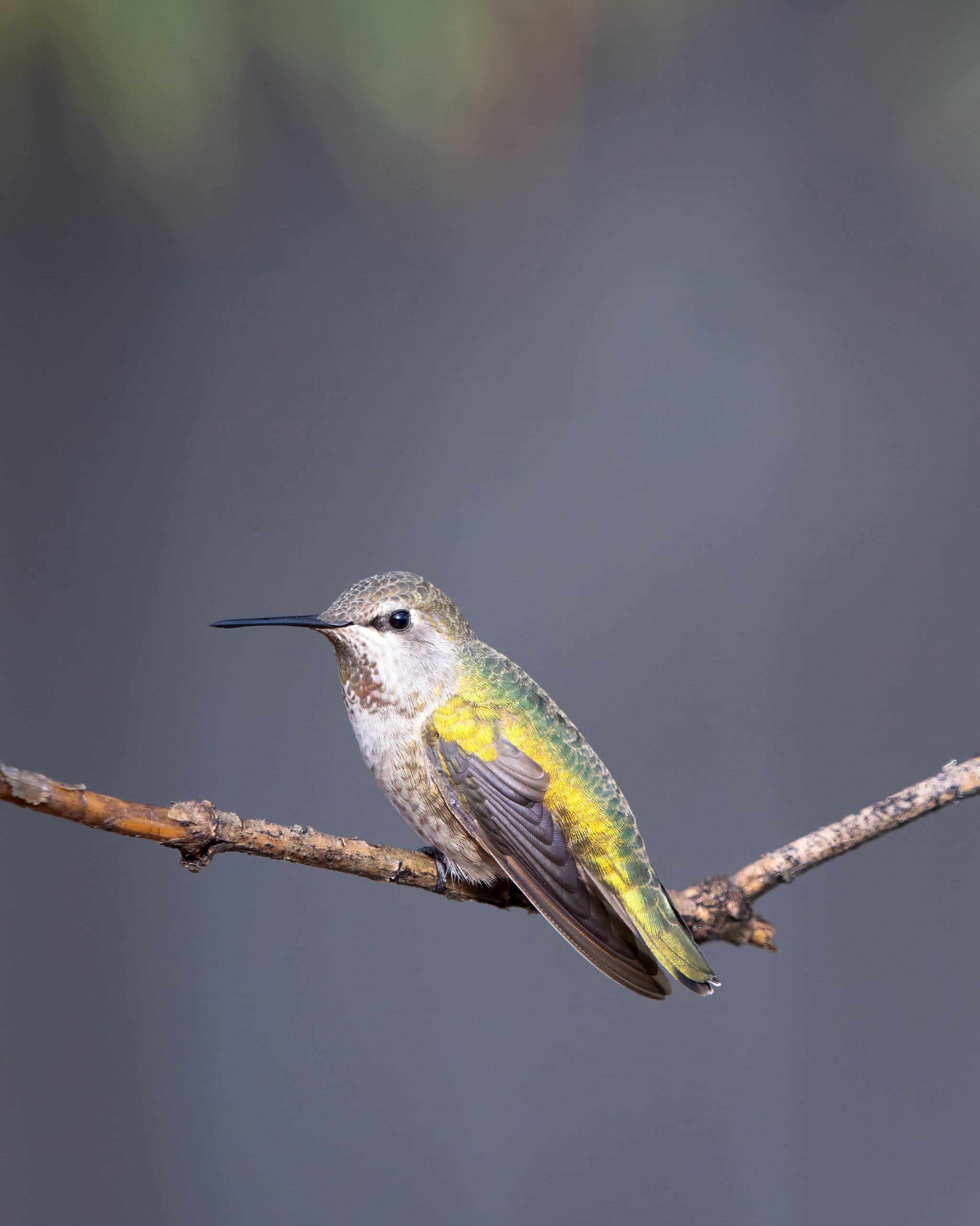 What is the best magnification for binoculars for bird watching? 